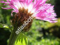 Centaurea dealbata Willd. (Psephellus dealbatus (Willd.) Koch)