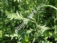 Achillea filipendulina Lam. (Achillea eupatorium Bieb., Tanacetum angulatum Willd.)