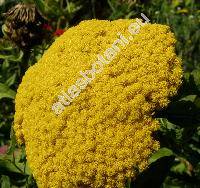 Achillea filipendulina Lam. (Achillea eupatorium Bieb., Tanacetum angulatum Willd.)