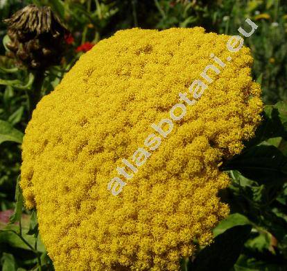 Achillea filipendulina Lam. (Achillea eupatorium Bieb., Tanacetum angulatum Willd.)