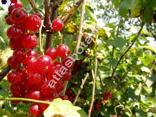 Ribes rubrum L. (Ribes vulgare Lam., Ribes sylvestre (Lam.) Mert. et Koch)