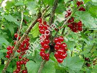 Ribes rubrum L. (Ribes vulgare Lam., Ribes sylvestre (Lam.) Mert. et Koch)