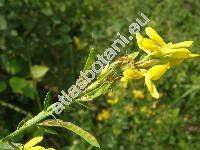 Genista tinctoria L. (Cytisus  tinctorius (L.) Vis.,  Genista elata (Moench) Wen.)