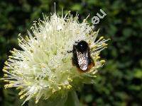 Allium fistulosum L.