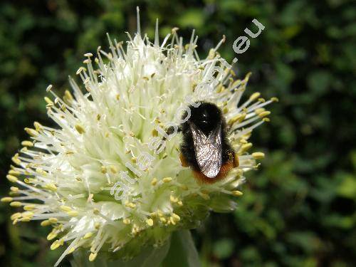 Allium fistulosum L.