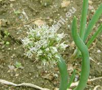 Allium fistulosum L.