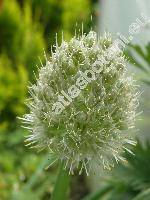 Allium fistulosum L.