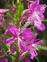 Epilobium angustifolium L. (Chamerion angustifolium (L.) Holub)