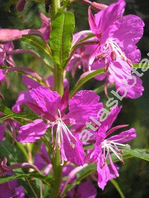 Epilobium angustifolium L. (Chamerion angustifolium (L.) Holub)