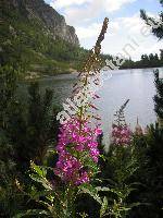 Epilobium angustifolium L. (Chamerion angustifolium (L.) Holub)