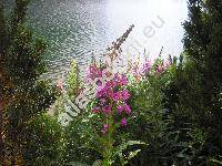 Epilobium angustifolium L. (Chamerion angustifolium (L.) Holub)