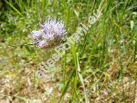 Jasione montana L.