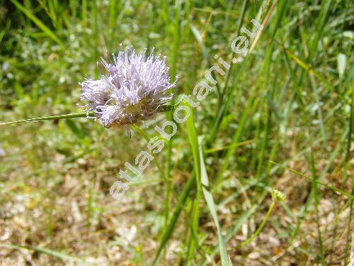 Jasione montana L.