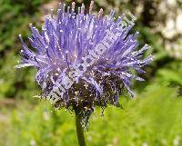 Jasione montana L.