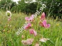 Lathyrus latifolius L. (Lathyrus sylvestris subsp. latifolius (L.) Arcang., Lathyrus megalanthus Steud.)