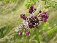 Allium scorodoprasum L.