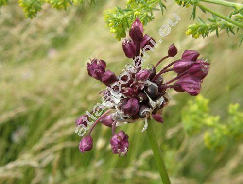 Allium scorodoprasum L.