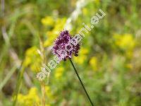 Allium rotundum L. (Allium erectum Don, Allium scorodoprasum subsp. rotundum (L.) Stearn)