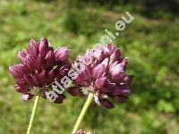 Allium rotundum L. (Allium erectum Don, Allium scorodoprasum subsp. rotundum (L.) Stearn)