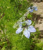 Nigella damascena L. (Melanthium damascenum Med., Erobathos damascenum Spach)