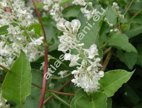 Fallopia aubertii (L. Henry) Holub (Polygonum baldschuanicum, Polygonum aubertii L. Henry)