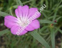 Agrostemma githago L. (Lychnis githago (L.) Scop.)