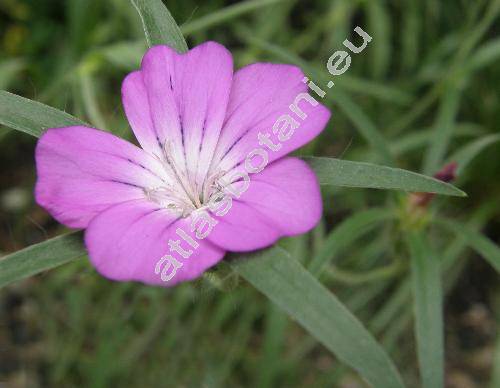 Agrostemma githago L. (Lychnis githago (L.) Scop.)