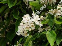 Catalpa bignonioides Walter (Catalpa cordifolia Moench, Catalpa syringaefolia Sims)