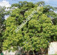Ailanthus altissima (Miller) Swingle (Ailanthus glandulosa Desf., Toxicodendron altissima Mill.)
