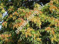 Ailanthus altissima (Miller) Swingle (Ailanthus glandulosa Desf., Toxicodendron altissima Mill.)