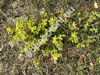 Sedum acre L. (Sedum sexangulare L.)