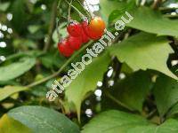 Solanum dulcamara L. (Dulcamara flexuosa Moench)