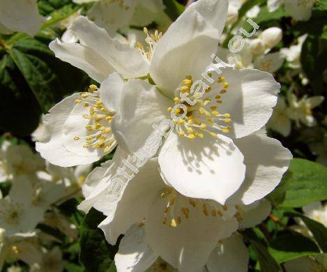 Philadelphus coronarius L. (Philadelphus x lemoinei)