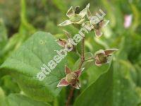 Philadelphus coronarius L. (Philadelphus x lemoinei)