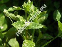 Stellaria media (Stellaria media (L.) Vill., Alsinula media, Alsine media L.)