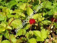 Duchesnea indica (Fragaria indica Andr., Potentilla indica (Andr.) T. Wolf)