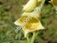 Digitalis grandiflora Mill. (Digitalis ambigua Murray)