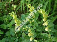 Digitalis grandiflora Mill. (Digitalis ambigua Murray)