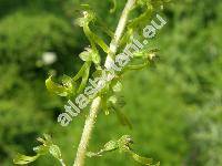 Listera ovata (L.) R. Br. (Neottia ovata, Orchys ovata L., Bifolium ovatum (L.) Niewl., Epipactis ovalifolia Stokes)