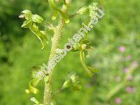 Listera ovata (L.) R. Br. (Neottia ovata, Orchys ovata L., Bifolium ovatum (L.) Niewl., Epipactis ovalifolia Stokes)