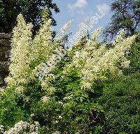 Aruncus vulgaris Rafin. (Aruncus sylvestris Kostel., Aruncus dioicus (Walt.) Fern., Spiraea aruncus L.)