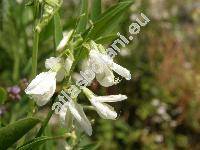 Galega officinalis L.