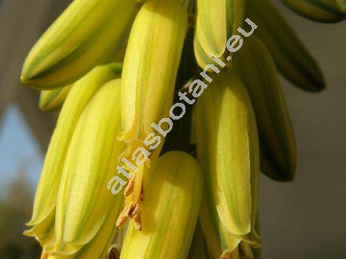 Aloe vera (Aloe vera (L.) Burm. f.)