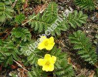 Potentilla anserina L. (Argentina vulgaris Lam., Argentina anserina (L.) Rydb.)