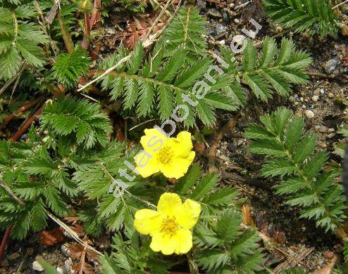 Potentilla anserina L. (Argentina vulgaris Lam., Argentina anserina (L.) Rydb.)