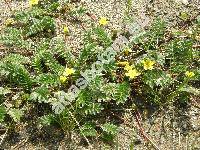 Potentilla anserina L. (Argentina vulgaris Lam., Argentina anserina (L.) Rydb.)