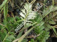 Potentilla anserina L. (Argentina vulgaris Lam., Argentina anserina (L.) Rydb.)