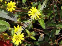 Sanvitalia procumbens (Sanvitalia procumbens Lam.)
