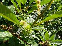 Castanea sativa Mill. (Fagus castanea L., Castanea vulgaris Lam.)