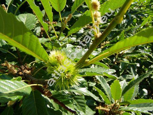 Castanea sativa Mill. (Fagus castanea L., Castanea vulgaris Lam.)
